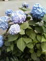 200806081533000.jpg 200806081533000.jpg