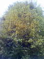 200911291404000.jpg 200911291404000.jpg