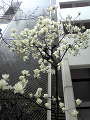 20100315124642.jpg 20100315124642.jpg