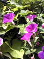 20100824080639.jpg