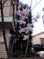 20110401075531.jpg 20110401075531.jpg