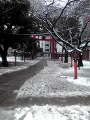 雪の花園神社.jpg