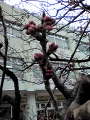桜の蕾0318.jpg