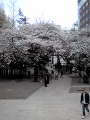 花園神社0405.jpg