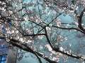 彼岸桜.jpg