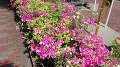 IMG_20150502_120315.jpg